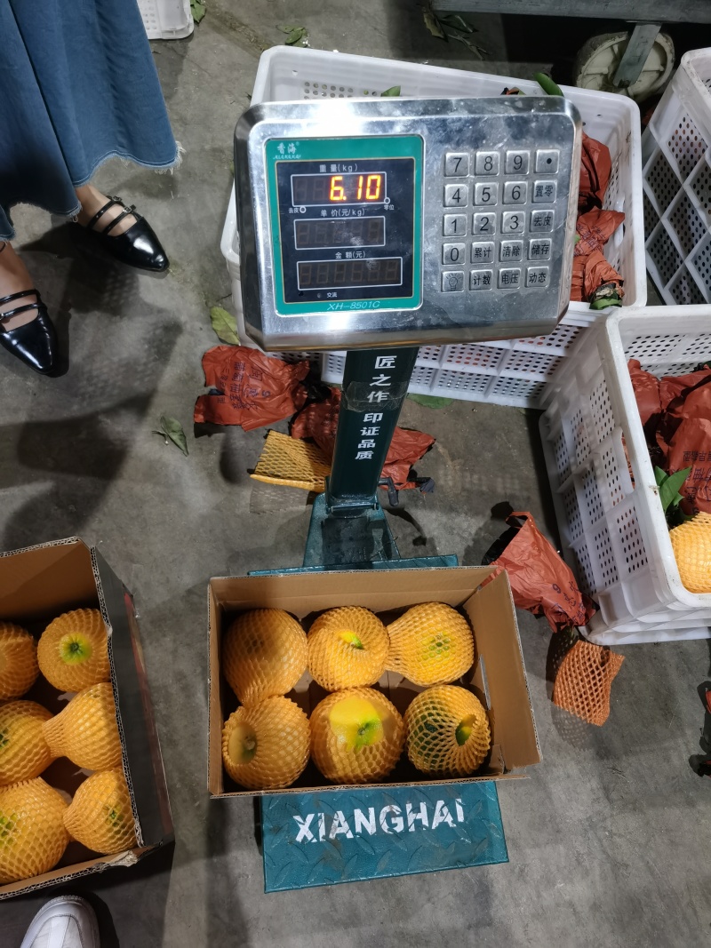 黄金葡萄柚大量供应，落地配社区团购，电商一件代发