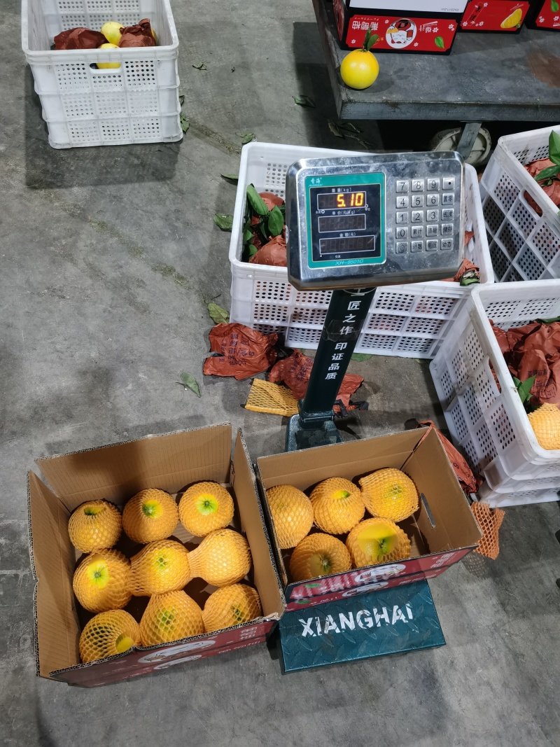 黄金葡萄柚大量供应，落地配社区团购，电商一件代发