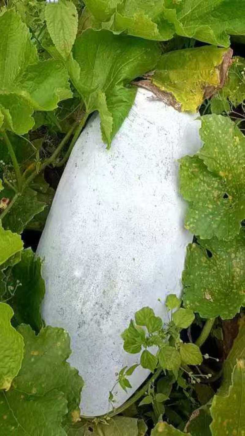香东瓜便宜处理