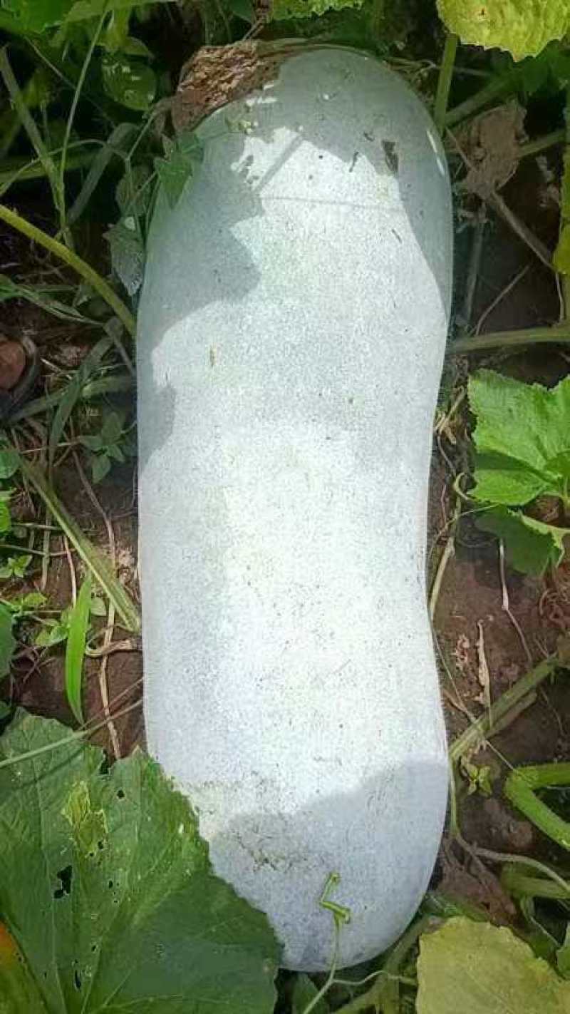 香东瓜便宜处理