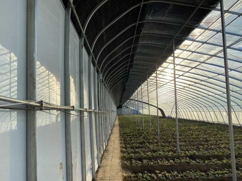成套大棚蔬菜种植大棚菌菇养殖大棚可安装养殖大棚欢迎咨询