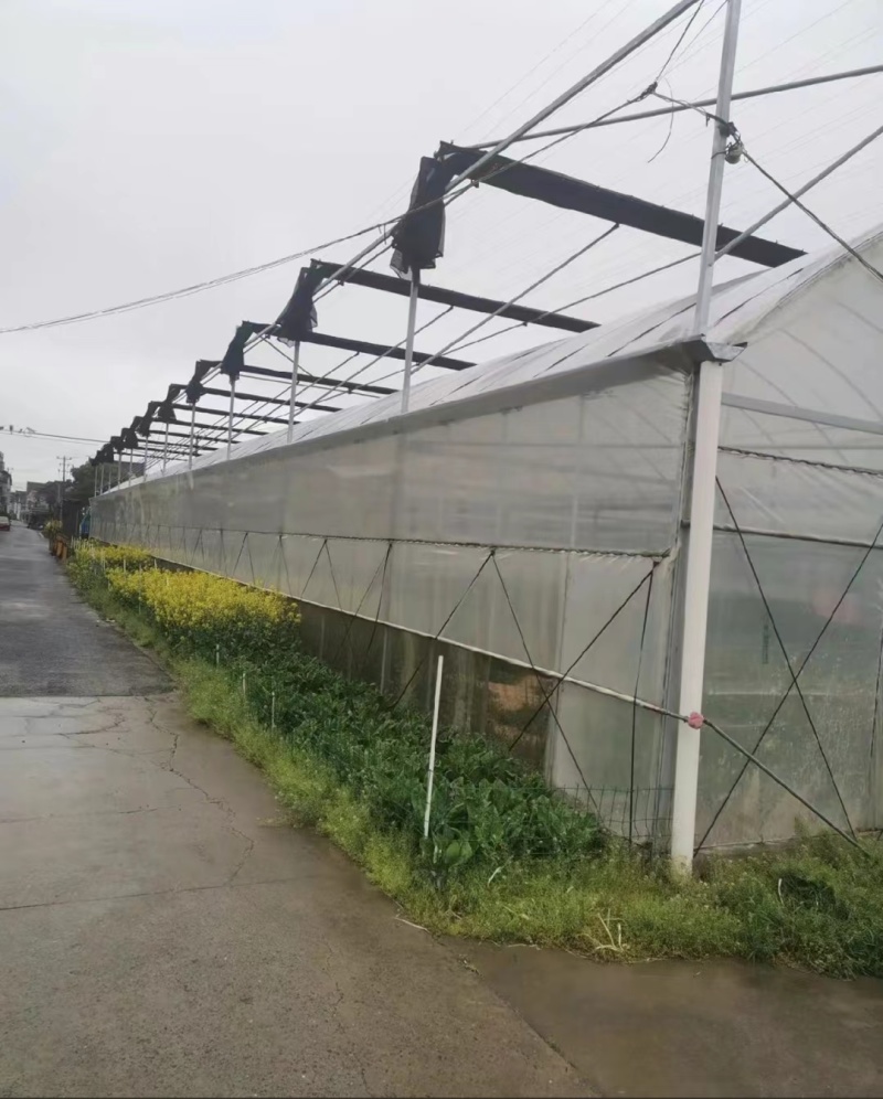 薄膜连栋温室大棚，蓝莓草莓避雨棚蔬菜育苗棚智能温室
