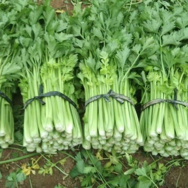 忻州本地芹菜，保证质量，信誉第一