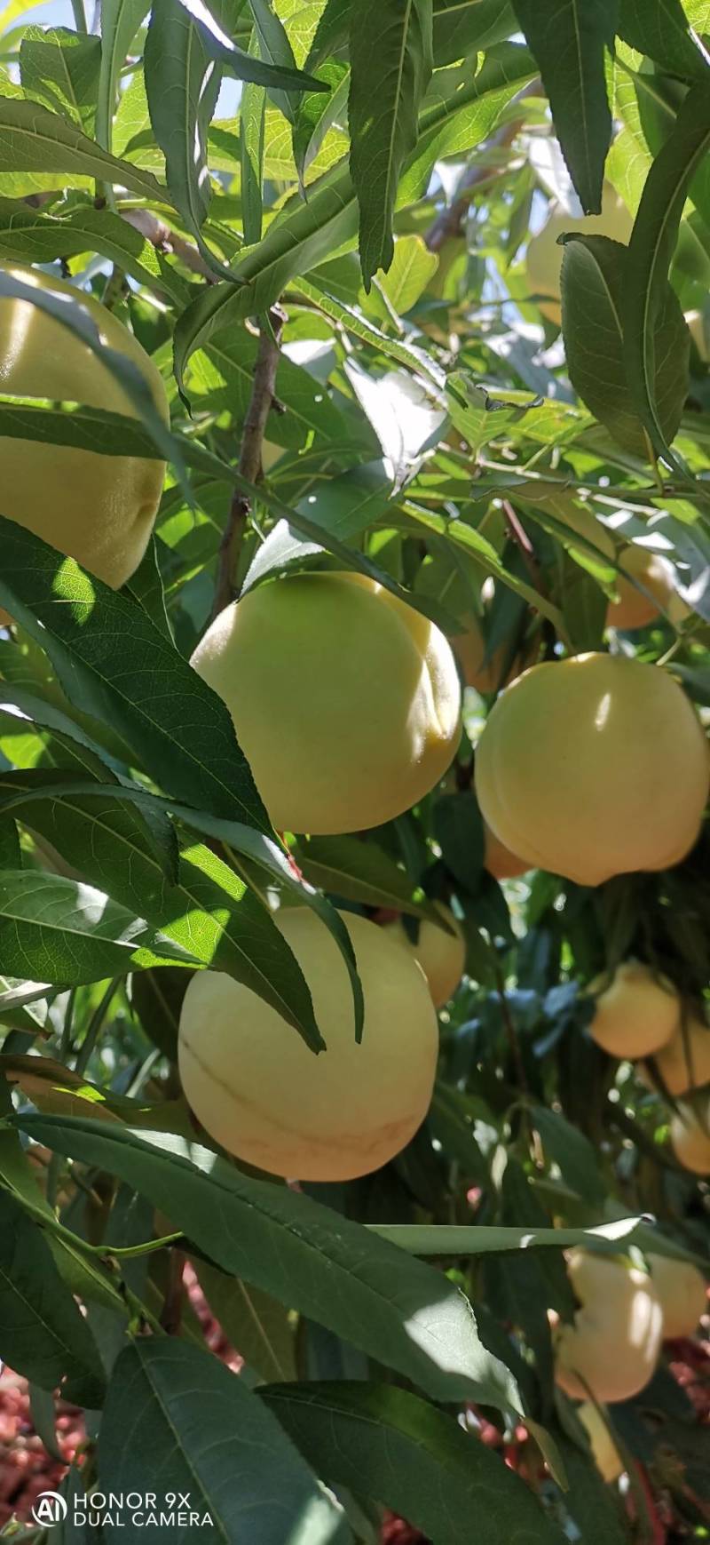 映霜红桃