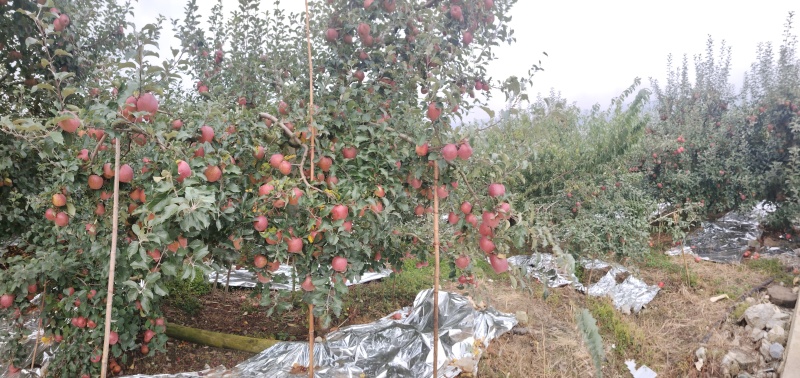 【优选】糖心红富士苹果产地直发诚信经营欢迎咨询