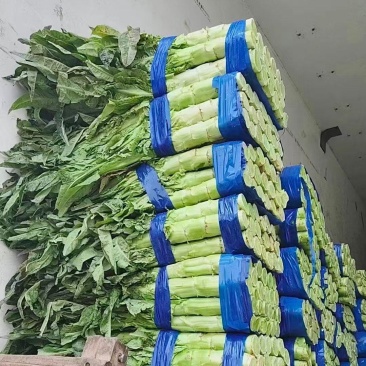 尖叶莴笋莴苣山东莴笋产地直发品质保障量大从优