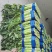 尖叶莴笋莴苣山东莴笋产地直发品质保障量大从优