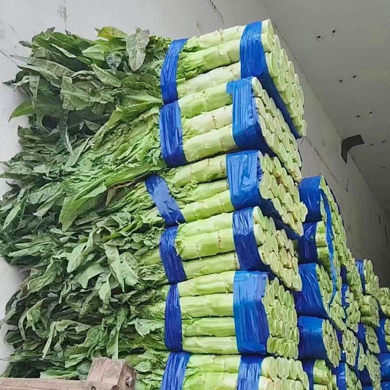 尖叶莴笋莴苣山东莴笋产地直发品质保障量大从优
