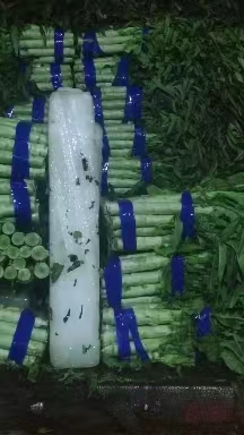 尖叶莴笋莴苣山东莴笋产地直发品质保障量大从优