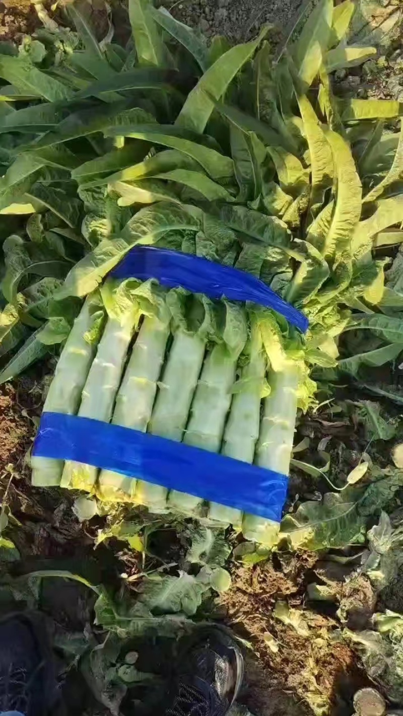尖叶莴笋莴苣山东莴笋产地直发品质保障量大从优