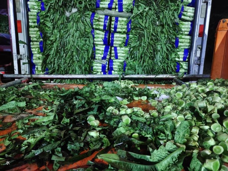 尖叶莴笋莴苣山东莴笋产地直发品质保障量大从优