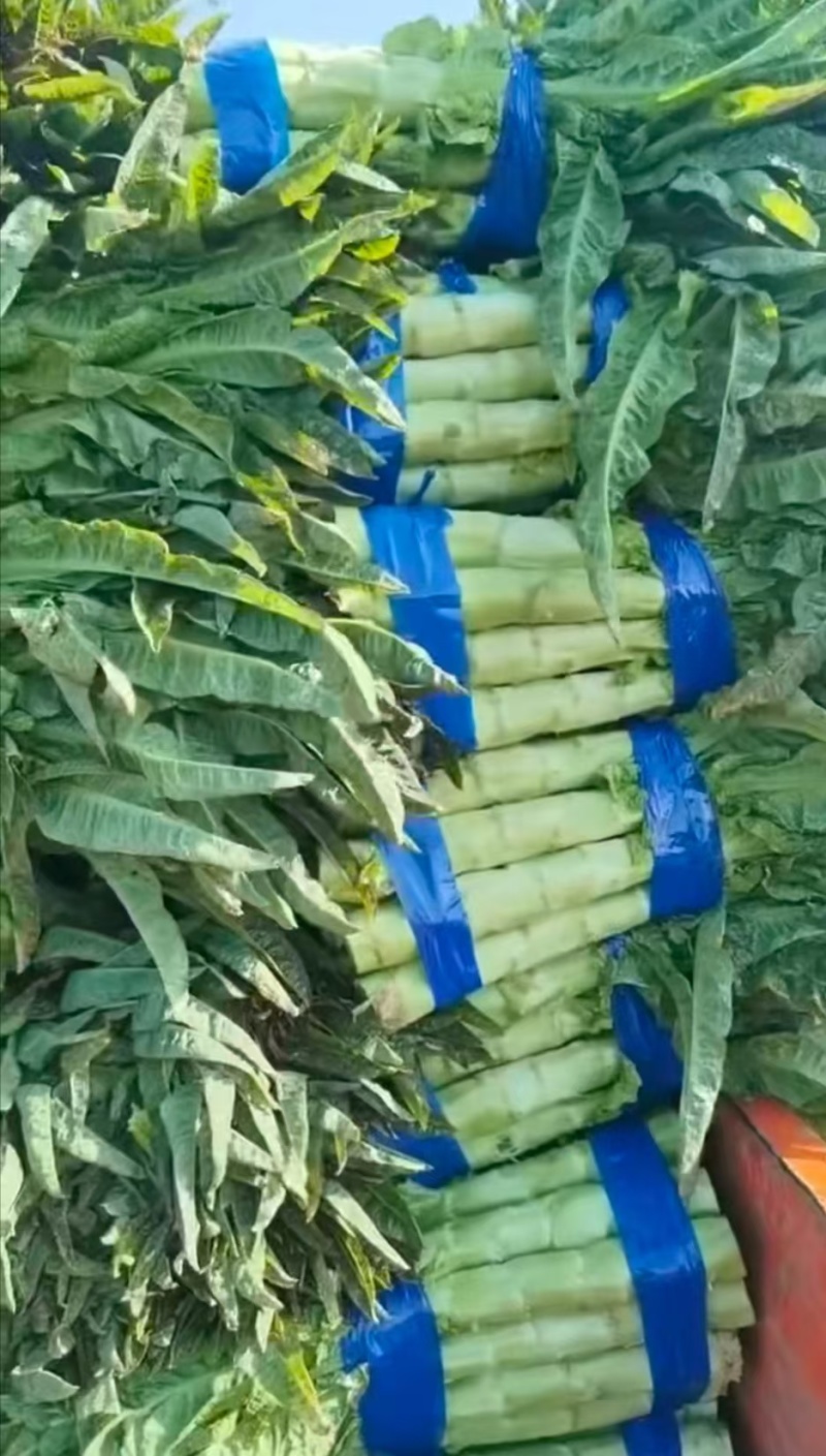 尖叶莴笋莴苣山东莴笋产地直发品质保障量大从优
