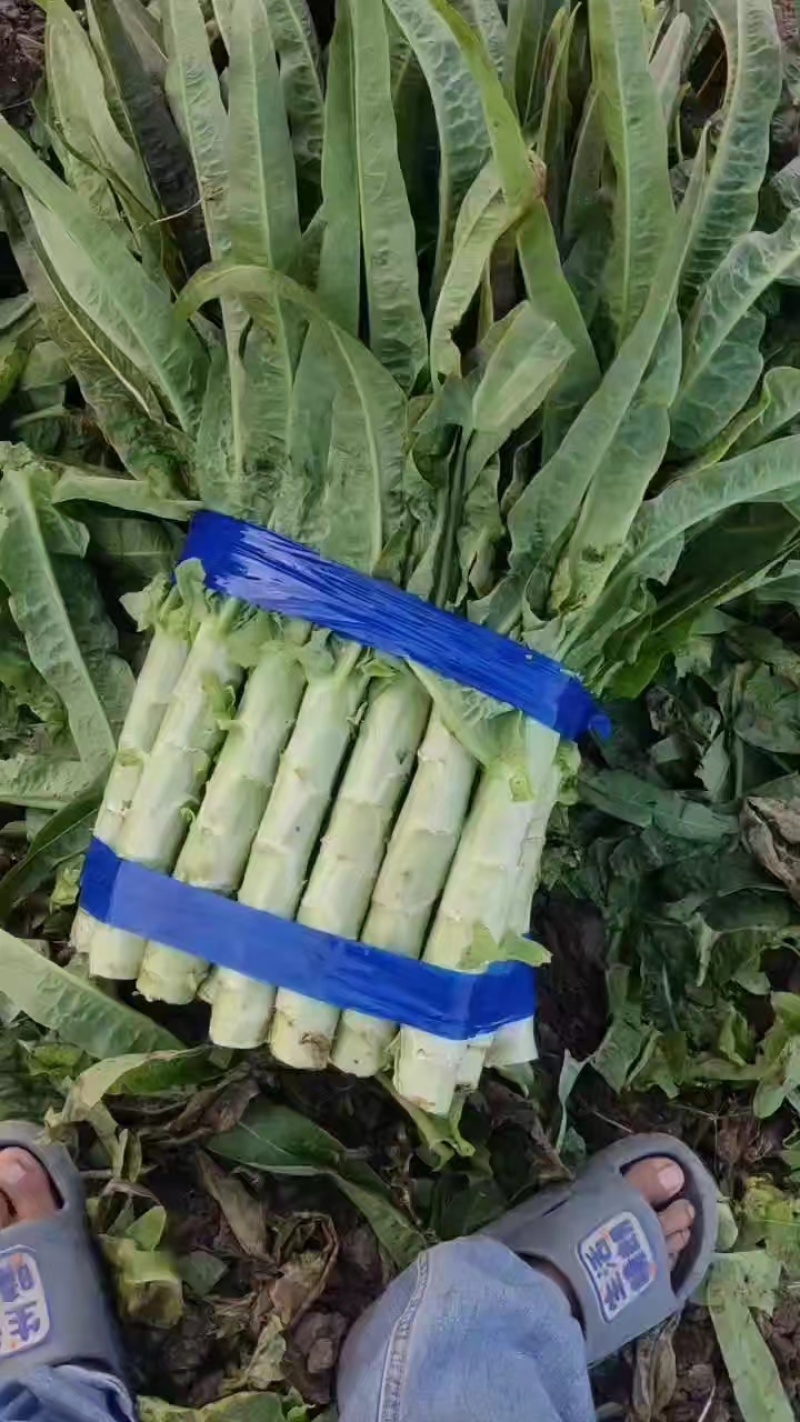 尖叶莴笋莴苣山东莴笋产地直发品质保障量大从优