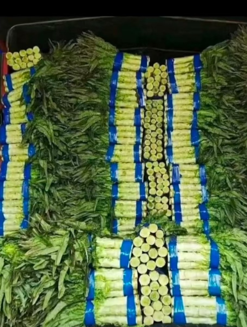 尖叶莴笋莴苣山东莴笋产地直发品质保障量大从优