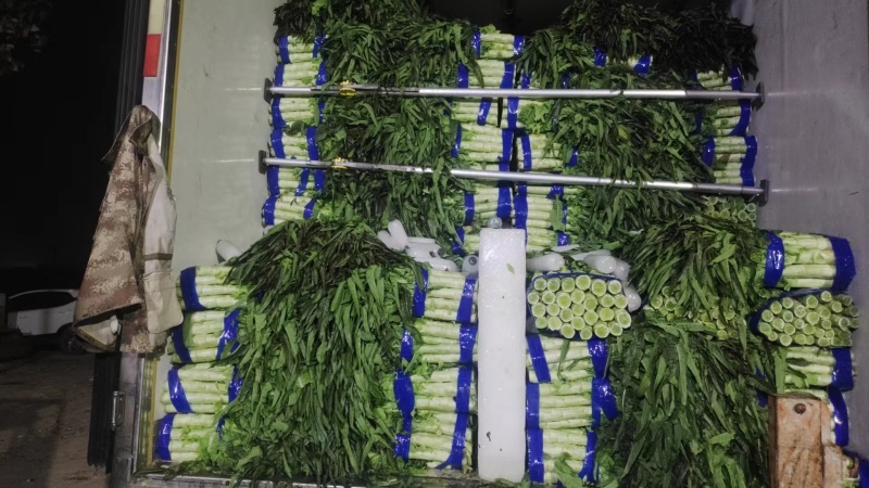 尖叶莴笋莴苣山东莴笋产地直发品质保障量大从优