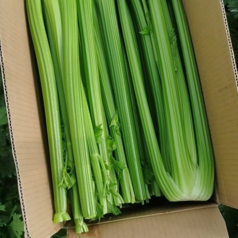 沈阳精品西芹