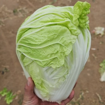 夏阳白，精品小颗，二到三斤一手货源，欢迎致电