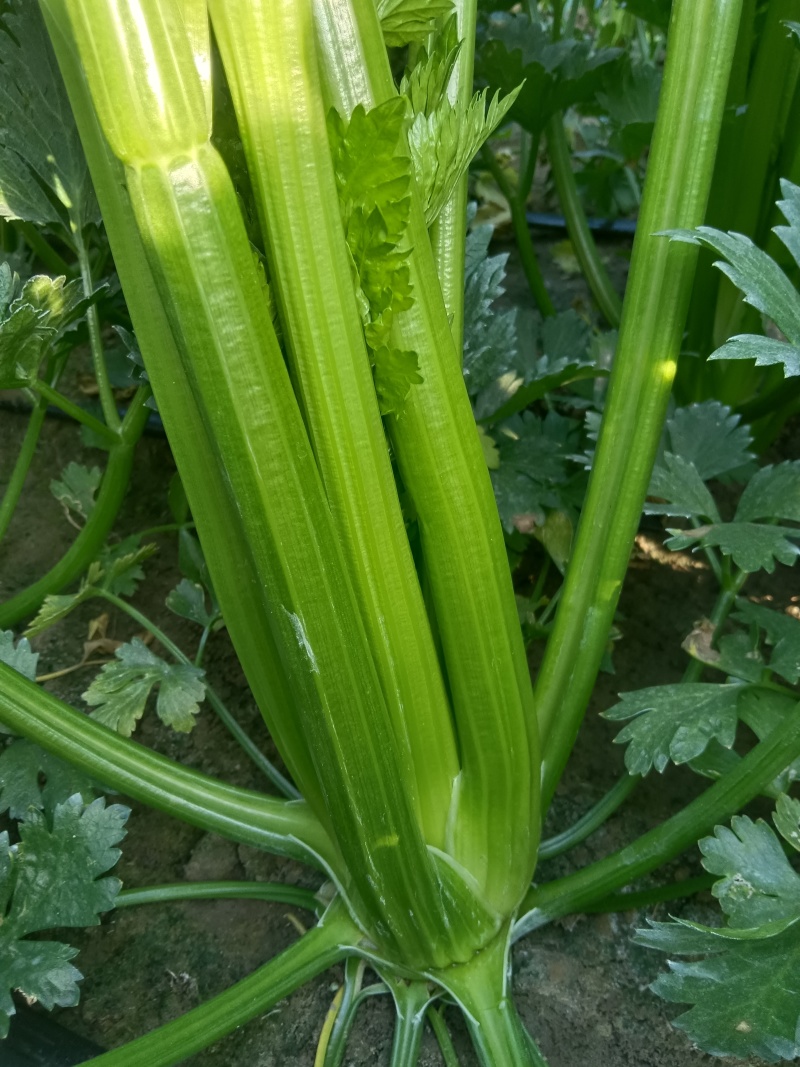 沈阳精品西芹