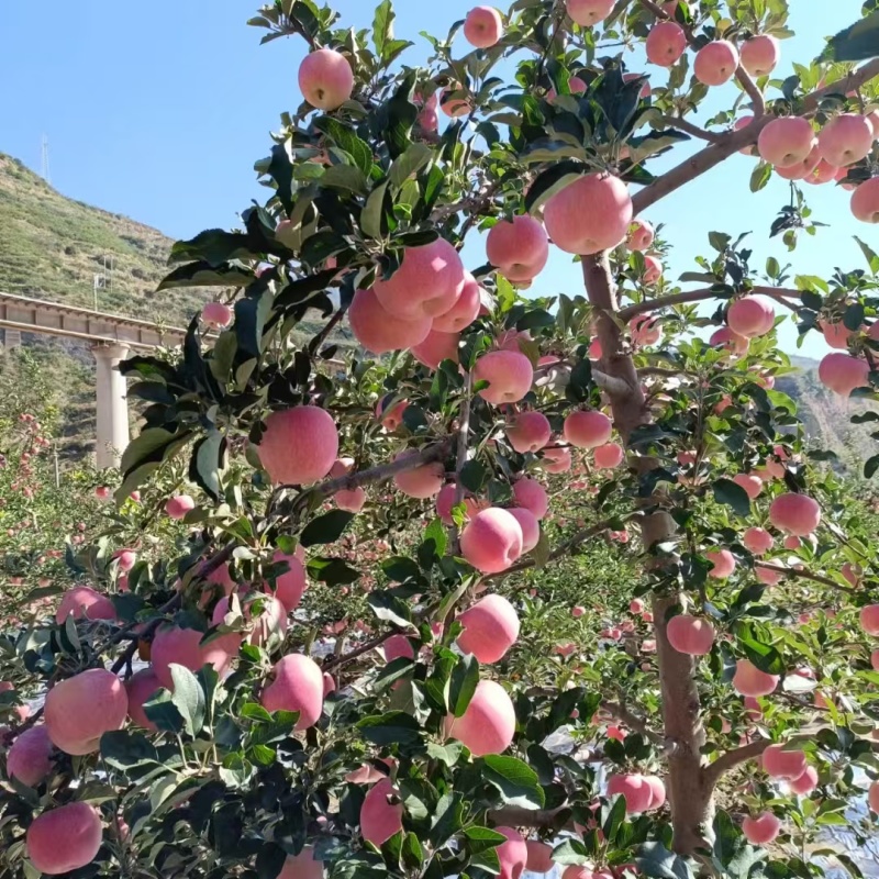 天水红富士
