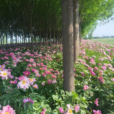【实力推荐】现货优质白蜡产地直发可视频看货对接全国