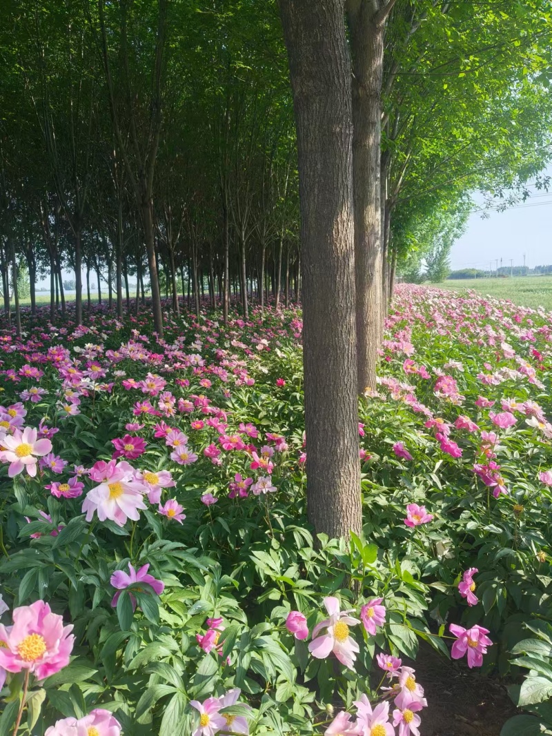 【实力推荐】现货优质白蜡产地直发可视频看货对接全国