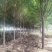 【实力推荐】现货优质白蜡产地直发可视频看货对接全国