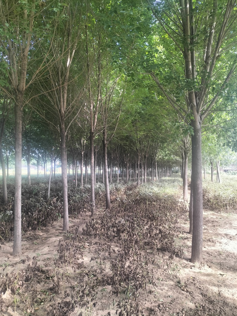 【实力推荐】现货优质白蜡产地直发可视频看货对接全国