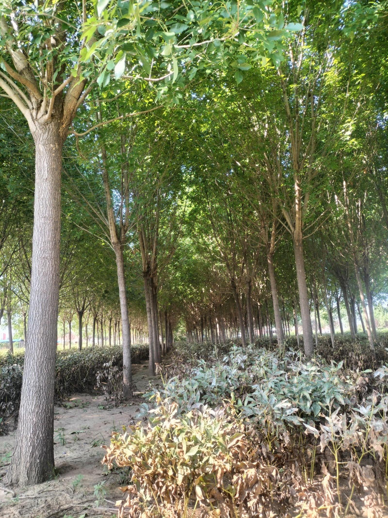 【实力推荐】现货优质白蜡产地直发可视频看货对接全国