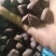 出售红花油茶果，种子，云南红花油茶种子，