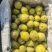 精品鸭广梨
