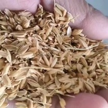 稻壳厂家直供稻壳袋装稻壳压缩稻壳酿酒用垫料