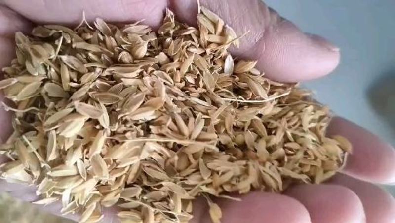 稻壳厂家直供稻壳袋装稻壳压缩稻壳酿酒用垫料
