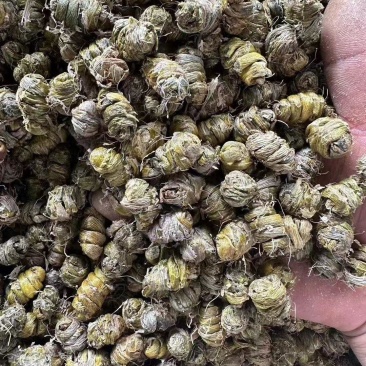 新鲜正宗云南霍山铁皮石斛铁皮枫斗颗粒干条可代打粉煲汤可食