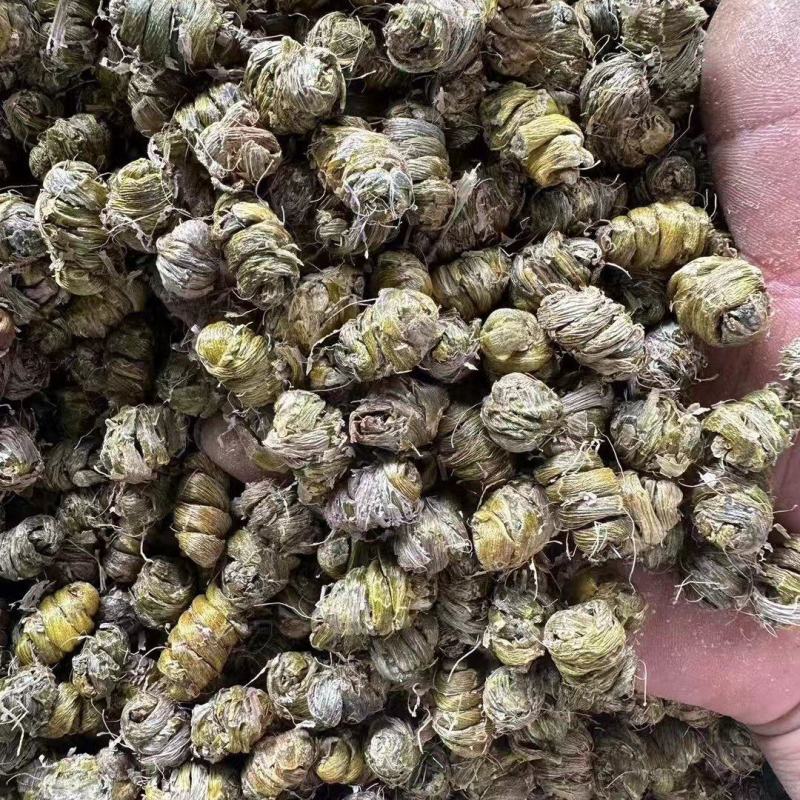 新鲜正宗云南霍山铁皮石斛铁皮枫斗颗粒干条可代打粉煲汤可食