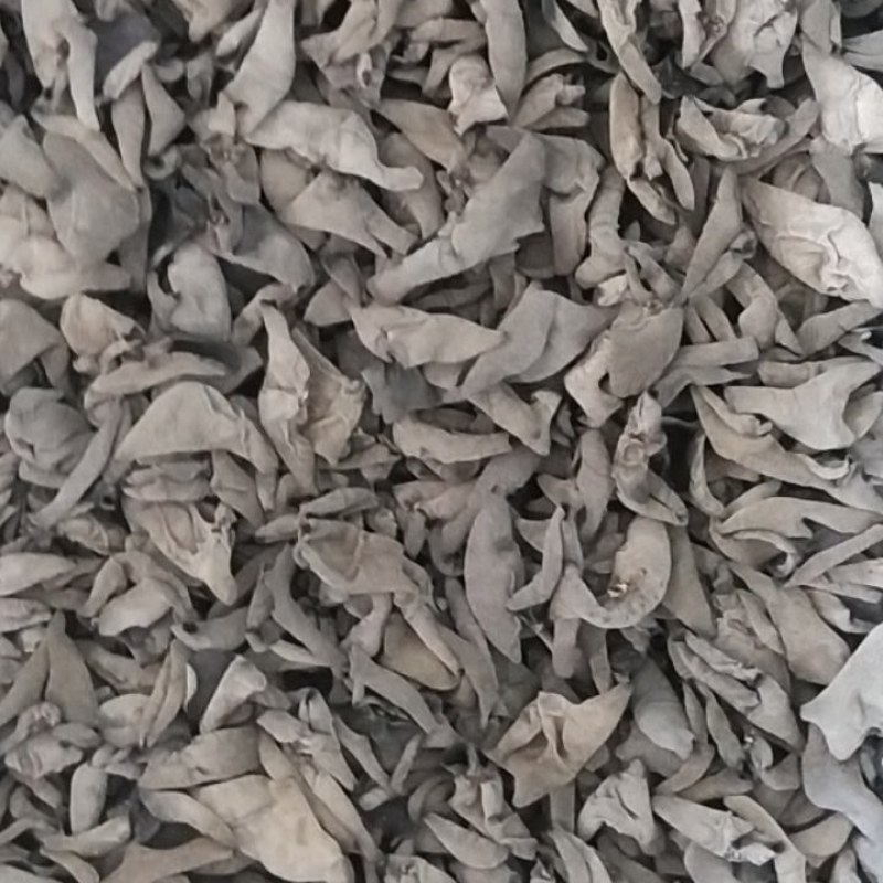 秋耳上市品质保证支持视频看货欢迎来电咨询洽谈