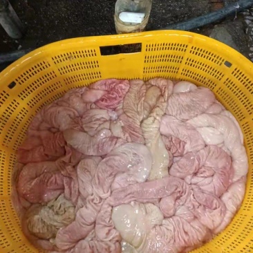 精选每天新鲜大肠肠厚颜色红润大肠头大量供应批发，