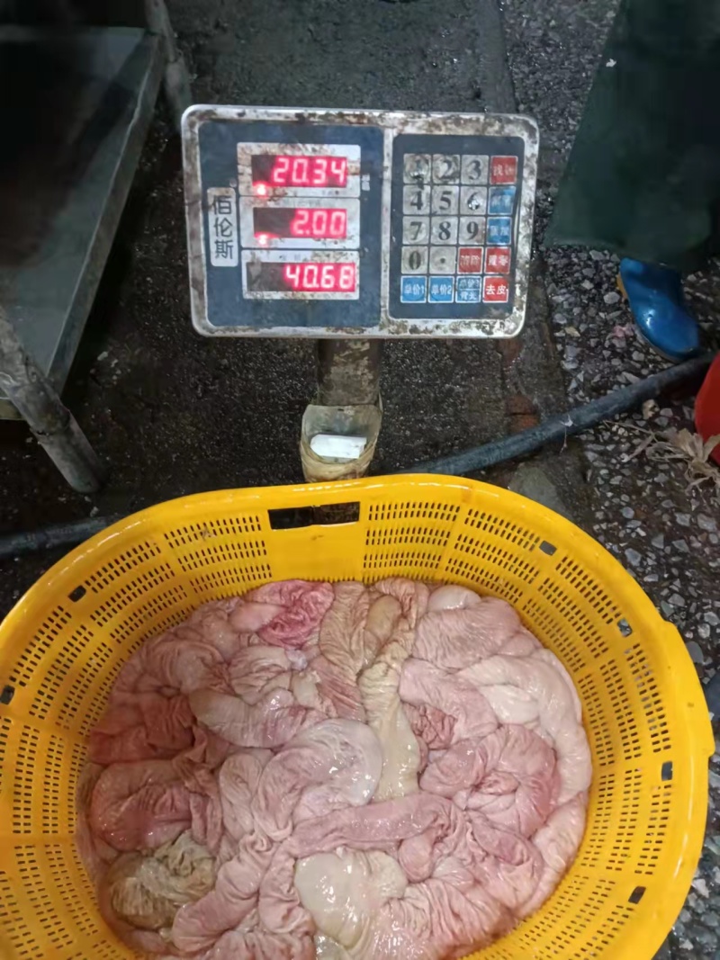 精选每天新鲜大肠肠厚颜色红润大肠头大量供应批发，