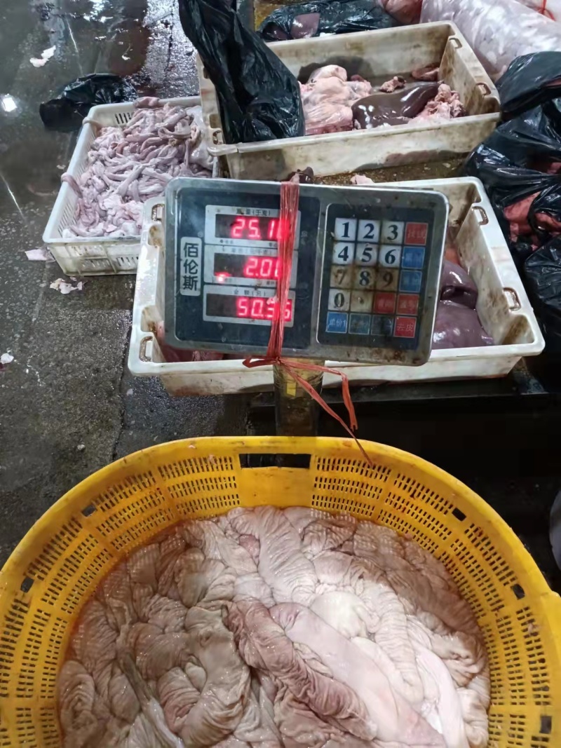 精选每天新鲜大肠肠厚颜色红润大肠头大量供应批发，