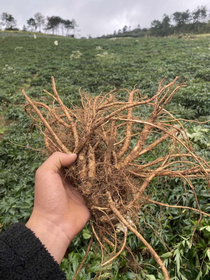 精品当归有需要的老板联系：***********