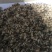 新疆棉籽壳食用菌专用棉籽壳大棚里用棉籽壳