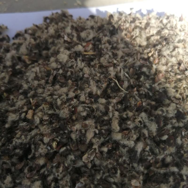 新疆棉籽壳食用菌专用棉籽壳大棚里用棉籽壳