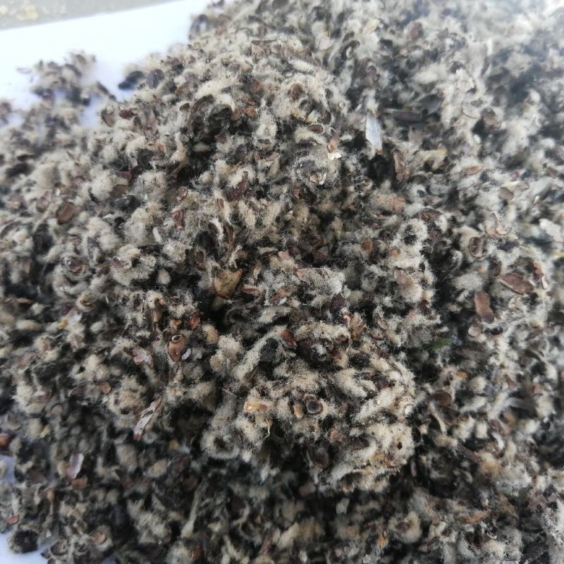 新疆棉籽壳食用菌专用棉籽壳大棚里用棉籽壳