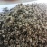 新疆棉籽壳食用菌专用棉籽壳大棚里用棉籽壳