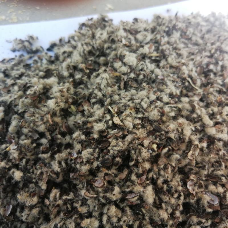 新疆棉籽壳食用菌专用棉籽壳大棚里用棉籽壳