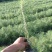 樟子松杯苗,小苗,裸根的,东北货源充足价格便宜。