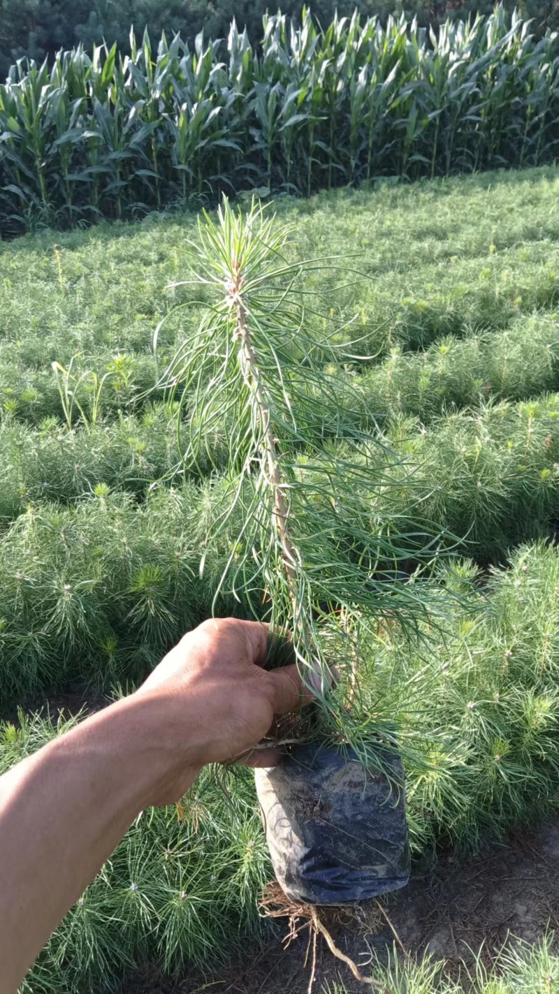 樟子松杯苗，小苗，裸根的，东北货源充足价格便宜。