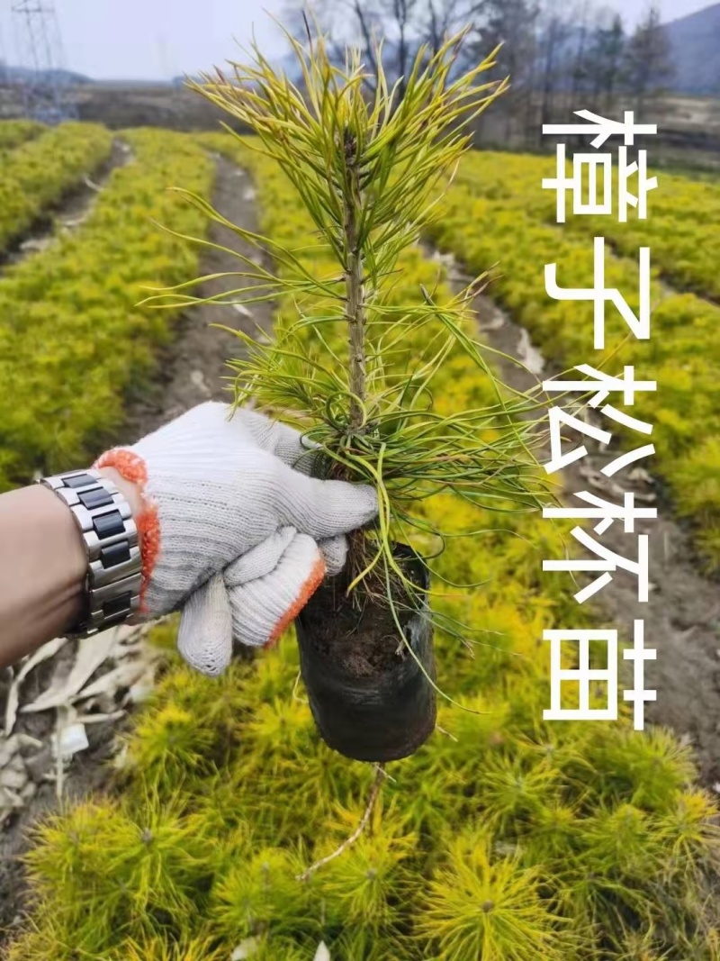 樟子松杯苗，小苗，裸根的，东北货源充足价格便宜。