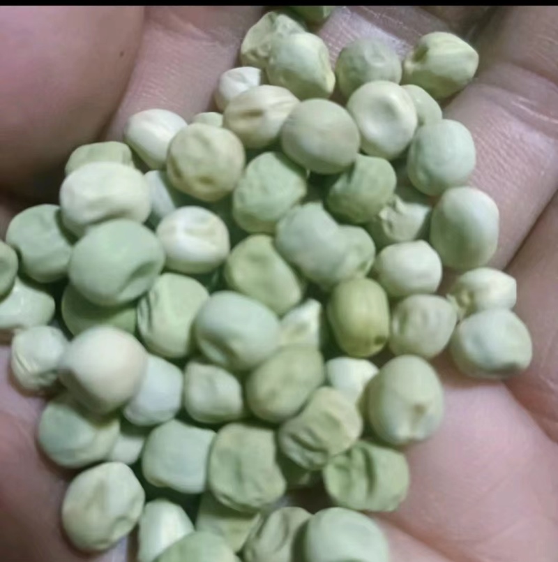 绿豌豆
