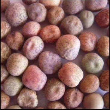 麻豌豆