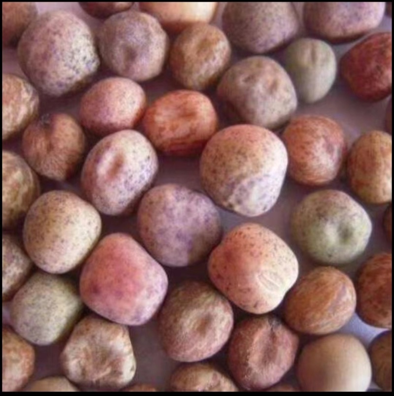 麻豌豆